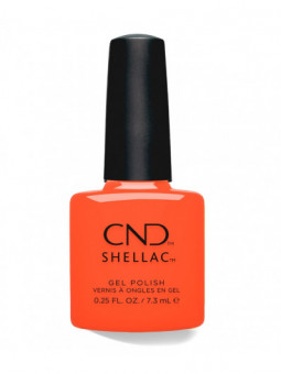 Shellac Ig-Night-Ed