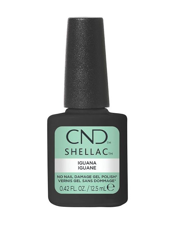 Shellac Iguana